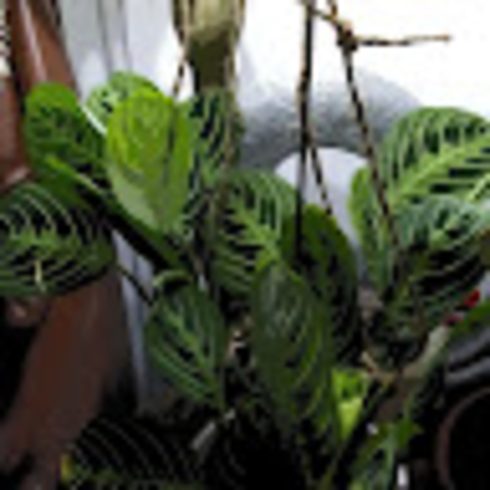 Meet your Posher, Myra